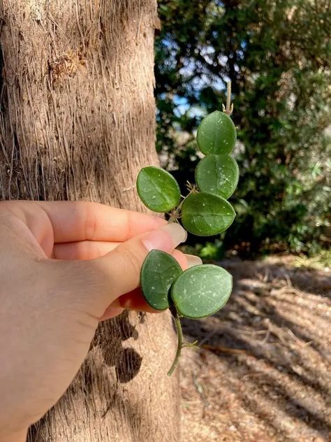 Hoya Serpens, Hoya Mathilde, Small Trellis, Hoya Carnosa, Photo Lamp, Easy Care Plants, Soil Layers, Glass Cloche, New Roots