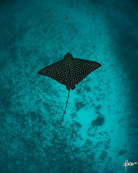 XTAR Dive Lights   Cute baby eagle ray with beautiful pattern. 📷: @spoon_ocean_photography Sting Ray Photography, Eagle Ray Painting, Sting Ray Aesthetic, Stingray Pictures, Baby Stingray, Ray Fish, Micro Realism, Giant Manta, Sting Rays