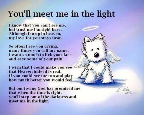 You'll meet me in the light Ancestors Quotes, Bandana Diy, Quotes Rainbow, Pet Poems, Puppy Quotes, Dog Poems, Dog Sympathy, Heaven Quotes, Pet Remembrance