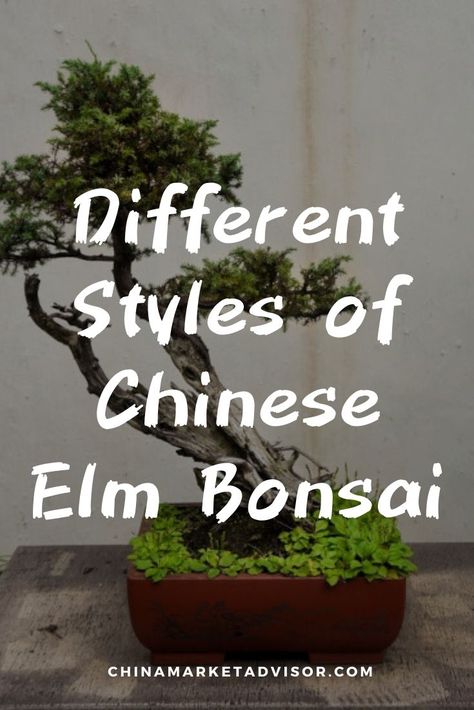 Chinese Elm Bonsai Bonsai Santigi, Literati Bonsai, Bonsai Tips, Types Of Bonsai Trees, Chinese Elm Tree, Ulmus Parvifolia, Chinese Elm Bonsai, Elm Bonsai, Bonsai Pruning