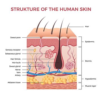 effect,anatomy,vector,design,medicine,nerve,anatomical,growth,under,diagram,layer,science,graphic,sweat,deep,artery,cartoon,detail,normal,physical,human,information,pore,poster,care,hypodermis,physiology,skin,gland,structure,hair,biological,chart,layers,medical,recent,inside,educational,body,adipose,follicle,illustration,epidermis,background,micro,dermis,section,vein,infographic,health,dermatology,bulb,muscle,healthy Skin Layers Anatomy Project, Skin Chart, Esthetician Tips, Skin Types Chart, Skin Anatomy, Integumentary System, Skin Facts, Skin Moles, Skin Aesthetics