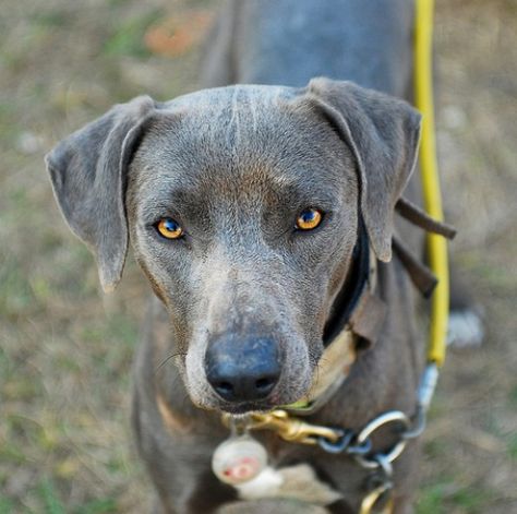 The Lacy is a working dog with a working attitude. They have endless heart and drive. Lacy Dogs are very intelligent and can pick up tasks quickly... Aesthetic Collage Ideas, Blue Lacy Dog, Intense Stare, Dog Hunting, Dogs Aesthetic, Blue Lacy, Dog Aesthetic, Abyssinian Cat, Dog Shirts