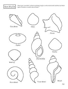 Use this chart to identify what types of molluscs inhabited the sea shells in your collection! Place your shells on the matching shell shapes on the worksheet. Color the page, if you like. From our workbook, Earth & Space by Our Time to Learn, ages 4-6.Find more workbooks and worksheets at www.o... Different Types Of Sea Shells, Pictures Of Shells, Different Types Of Shells, Painted Sea Shells Ideas, Seashell Painting Ideas, Seashells Template, Greek Souvenirs, Ocean Shapes, Draw Figures