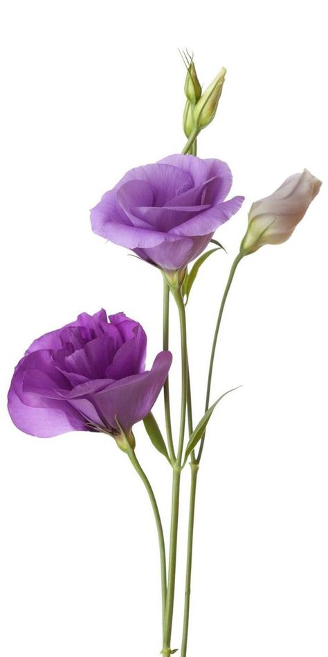 Lisianthus Drawing, Lisianthus Eustoma, Eustoma Flower, Nature Flowers Photography, Lisianthus Flowers, Prettiest Flowers, Flowers White Background, Botanical Photography, Light Purple Flowers