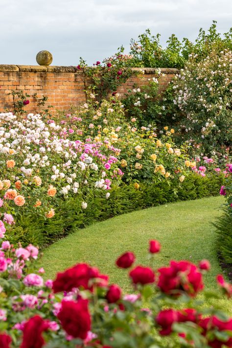 Rose Bushes Front Yard, Rose Topiary Garden, White House Rose Garden, English Rose Garden Design, Beautiful English Gardens, Rose Landscape Ideas, Victorian Rose Garden, Peony And Rose Garden, Rose Garden Ideas Backyards