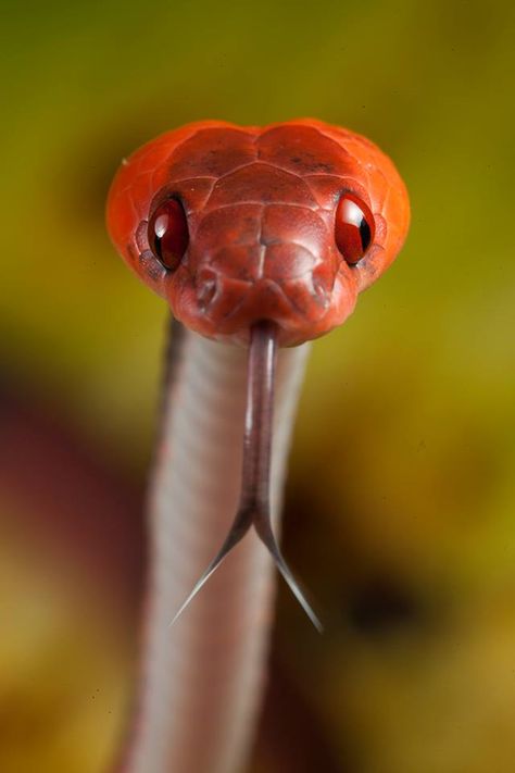 Siphlophis compressus | by Frank_Deschandol Vine Snake, Pretty Snakes, Colorful Snakes, Red Vines, Cute Snake, Snake Art, Beautiful Snakes, Reptile Snakes, White Sharks