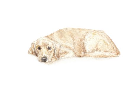 Golden Retriever Print, Dog Laying Down Drawing, Golden Retriever Illustration, Golden Retriever Pup, Dog Illustration Art, Golden Retriever Art, Dog Animation, A Golden Retriever, Pottery Painting Designs