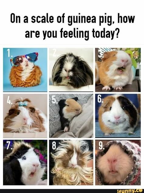 On a scale of guinea pig, how are you feeling today? - ) Emotion Scale, Attendance Questions, Llama Pictures, Guinea Pigs Funny, Pig Pictures, Pet Guinea Pigs, Guinea Pig Care, Cute Guinea Pigs, Icebreakers