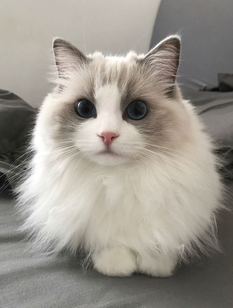 Ragdoll White Cat, Grey And White Long Haired Cat, White And Grey Fluffy Cat, Grey And White Ragdoll Cat, Cream Ragdoll Cat, White Ragdoll Cat Aesthetic, Birman Cat Aesthetic, White Cats Aesthetic, Grey Ragdoll Cat