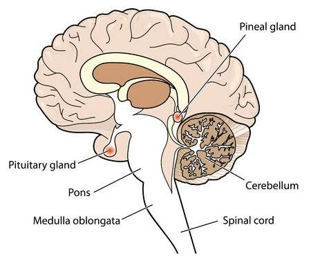 What is the difference between the pituitary gland and the pineal gland? | Socratic Pituitary Gland Disorders, Pituitary Gland Tumor, Human Anatomy Picture, Biology Experiments, Histology Slides, Anterior Pituitary, Brain Models, Follicle Stimulating Hormone, Chakra Activation