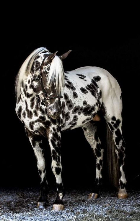 Spotted Horse, Rare Horse Breeds, Place Aesthetic, Unusual Horse, Leopard Appaloosa, Homesteading Animals, Horse Markings, Majestic Horses, Rare Horses