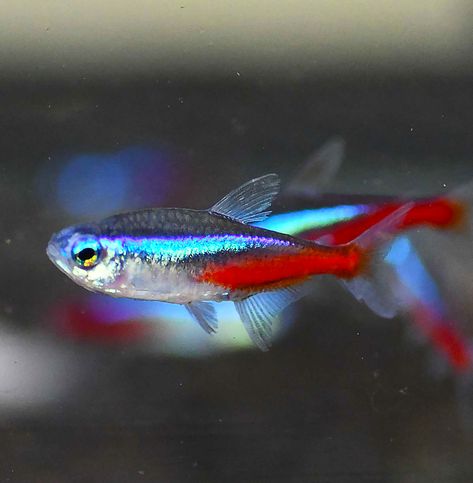 Xray Tetra Fish, Fancy Fish, Neon Fish, Neon Tetra Fish, Neon Rouge, Tetra Fish, Neon Tetra, Colourful Fish, Fish Tank Terrarium