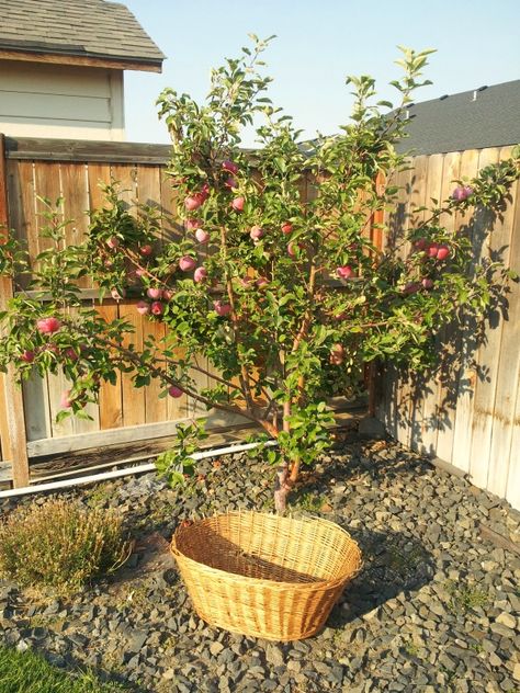 Mini Apple Tree, May Apple Plant, Fuji Apple Tree, Apple Tree In Backyard, Gala Apple Tree, Apple Tree Backyard, Backyard Apple Tree, Apple Tree Landscaping, Honey Crisp Apple Tree