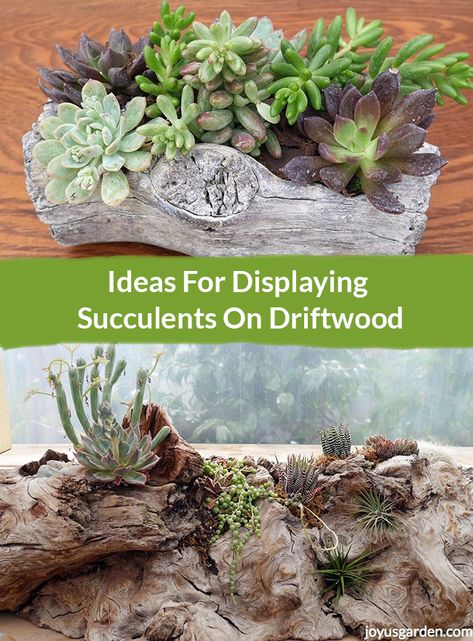 Two different driftwood and succulents arrangement: Ideas For Displaying Succulents On Driftwood Different Types Of Succulents, Driftwood Planters, Succulent Landscape Design, Large Indoor Plants, Driftwood Art Diy, Succulent Landscaping, Types Of Succulents, Floor Plants, Low Maintenance Garden