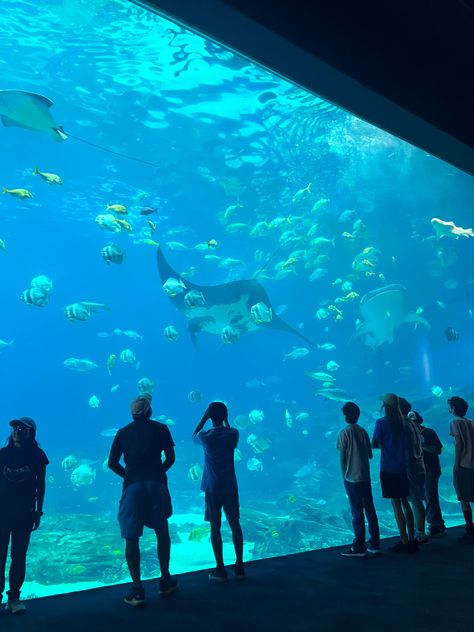 📍georgia aquarium, atlanta Aquarium Tunnel Aesthetic, Atlanta Aquarium, Georgia Aquarium Aesthetic, Ga Aquarium Atlanta, Georgia Aquarium Whale Shark, Chicago Aquarium, Aquarium Photos, Giant Waves, Scuba Diving Photography