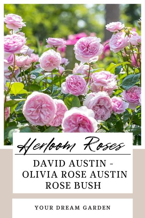 David Austin -  Olivia Rose Austin Rose Bush Olivia Austin Rose, Olivia Rose Austin, Growing Tomato, David Austin Rose, Growing Tomato Plants, Austin Rose, Rose Plant, Heirloom Roses, Olivia Rose