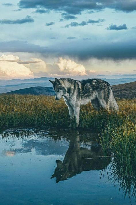 Olhe para dentro de você... Alaska Art, Wolf Quotes, Söt Katt, Wolf Pictures, Beautiful Wolves, Charcoal Drawings, Wild Spirit, Alaskan Malamute, Adorable Dogs