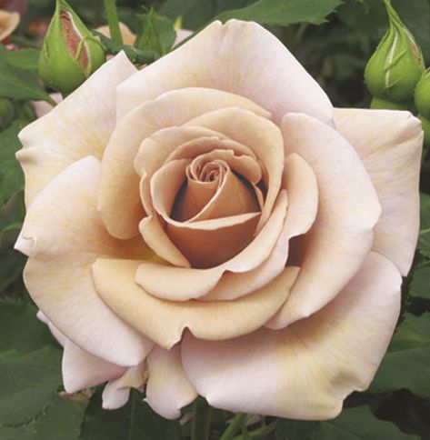 Bare Root Garden Roses | Shipping Across Canada – Forest Creek Farmhouse Roses Varieties, Bare Root Roses, Flowers Last Longer, Floribunda Rose, Floribunda Roses, Peony Root, Alpine Garden, Rose Varieties, Rose Seeds