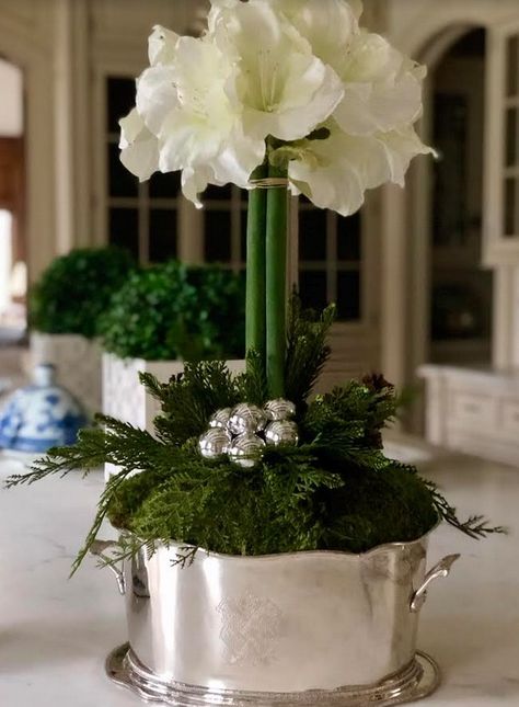 Silver Flower Arrangements, Flower Arrangements Winter, Amaryllis Arrangement Christmas, Christmas Poinsettia Decorations, Amaryllis Centerpiece, Christmas Flower Arrangements Ideas, Flower Garden Aesthetic, Flower Arrangements Ideas, Amaryllis Arrangement