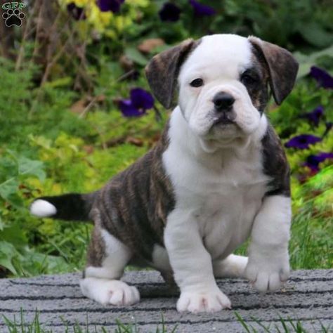 Puppies for Sale | Greenfield Puppies - Find Your Perfect Puppy Best Family Dogs, Miniature English Bulldog, American Bulldog Puppies, Designer Dogs Breeds, American Bulldog Mix, Puppies Near Me, Greenfield Puppies, Shepherd Dog Breeds, Puppy Proofing