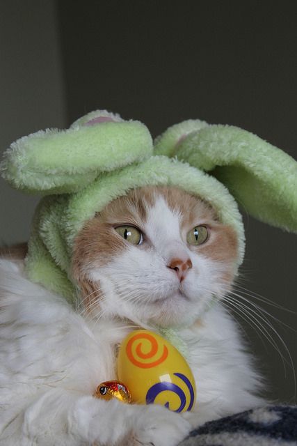 Easter Cat, Easter Cats, Holiday Pics, Silly Rabbit, Easter Parade, Cat Holidays, Cute Easter, Holiday Pictures, Pet Holiday