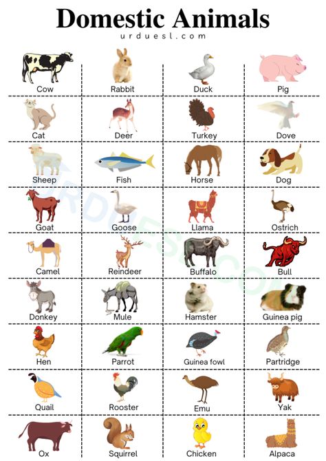 List Domestic Animals Names in English with Pictures Animals Names In English, Young Ones Of Animals, Masculine And Feminine Gender, Gender Of Animals, Animals Name With Picture, Male And Female Animals, Animals Name List, Animal Pictures For Kids, Animals Name In English