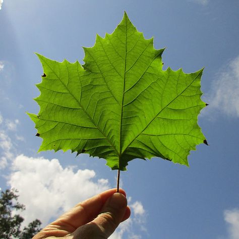 Sycamore Leaf, Twin Tattoos, Tree Identification, Sycamore Tree, Couple Poses Reference, Leaf Drawing, Wild Edibles, Plant Identification, Tree Tattoo