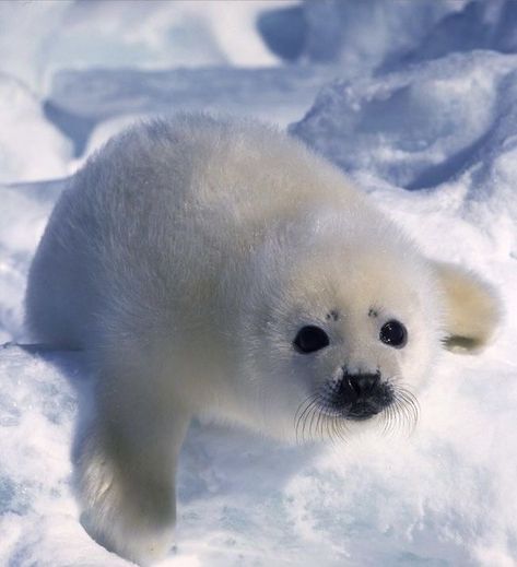 Baby Sea Lion, Image Illusion, Bio Diversity, Harp Seal, Cute Seals, Seal Pup, Baby Seal, Underwater Animals, Pretty Animals