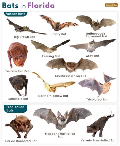 Types Of Bats, Galapagos Islands Animals, Animals With Antlers, Omnivorous Animals, Oviparous Animals, Poisonous Animals, Melanistic Animals, Animals That Hibernate, Fat Animals