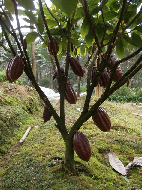 Cacao and Coffee trees grow well together Cocoa Tree, Coffee Tree Photography, Cacao Tree, Growing Cacao Trees, Coffee Bean Tree, Ceremonial Cacao Photography, Ceremonial Cacao, Chocolate House, Coffee Tree