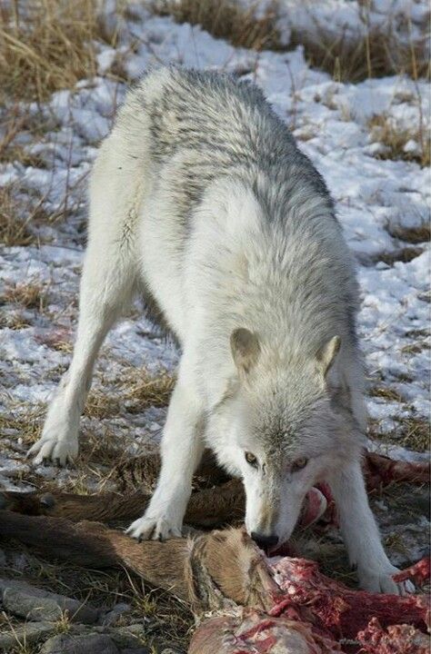 Timber wolf Wolf Husky, Wolf Images, Wolf Photos, Timber Wolf, Siberian Husky Puppies, Wolf Love, Wolf Pictures, Beautiful Wolves, Wild Creatures