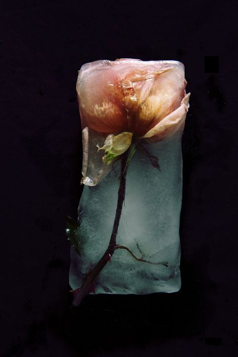 Frozen Rose, Growth And Decay, Foto Art, Arte Floral, Natural Forms, Pics Art, Life Photography, Ikebana, Still Life Photography