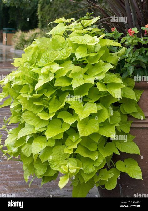 Download this stock image: IPOMOEA BATATAS 'MARGARITA' (ORNAMENTAL SWEET POTATO 'MARGARITA' IN CONTAINER) - 2AN0A2F from Alamy's library of millions of high resolution stock photos, illustrations and vectors. Ipomoea Batatas, Front Stoop, Angel Trumpet, Black Planters, Image Processing, Tropical Garden, Fairy Tale, Sweet Potato, Potato