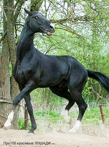 Different Horse Breeds, Horse Reference, Akhal Teke Horses, Horse Anatomy, Horse Inspiration, Akhal Teke, Horse Drawings, Animal Sketches, Black Horse