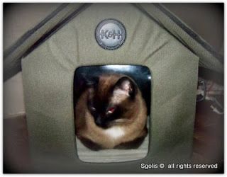 Outside Cat Shelter, Insulated Cat House, Heated Cat House, Cat Houses, Winter Cat, Outdoor Cats, Cat Shelter, Cat Adoption, Crazy Cat Lady