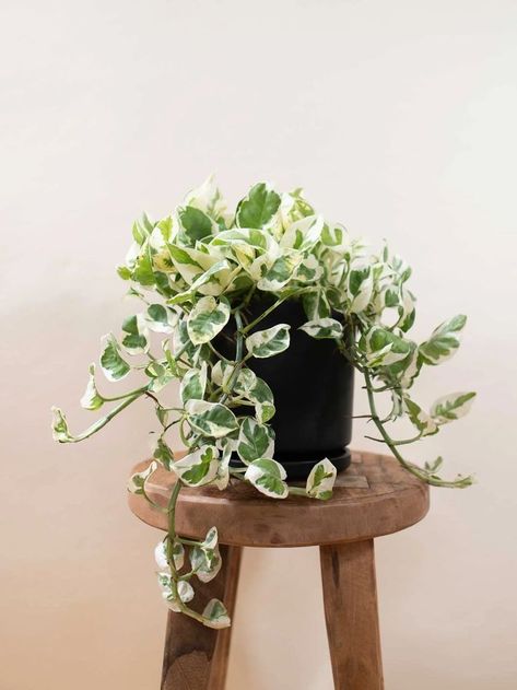 Pothos Care, Jade Pothos, Money Plants, Front Porch Plants, Privacy Plants, Potted Plants Outdoor, Mosquito Repelling Plants, Inside Plants, Pothos Plant