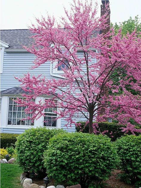 Redbud Tree | Better Homes & Gardens  ~~~ Used to have 2 of these REDBUDS in back yard but the  "lawn service guy" kept mowing one of them down.....  needless to say I only have  one now !!! New Home Landscaping, Small Trees For Front Yard, Small Ornamental Trees, Pagoda Dogwood, Spring Blooming Trees, Trees For Front Yard, Agnus Castus, Eastern Redbud, Japanese Tree