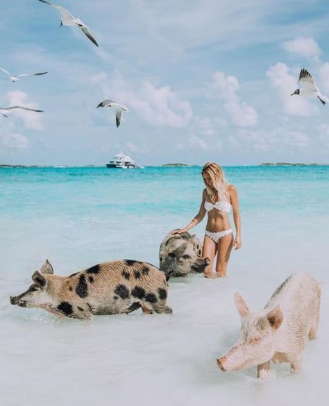 Three little piggies Can anyone guess their names? A vacation to The Bahamas is not complete without a day trip to Pig Beach! There are several tours to choose from and many include a trip to Compass Cay to swim with the sharks and a stop at Allen's Clay to feed the iguanas. @bahamasphotographer . . . . . . . #caribbean #pigbeach #bahamas #exuma #exumabahamas #tropicalparadise #travelingyogi #traveldestination #takemethere #travelinspo #exploringtheglobe #traveldiaries #mytripmyadventure # Pig Island Bahamas, Pig Beach Bahamas, Bahamas Eleuthera, Bahamas Pigs, Bahamas Exuma, Las Bahamas, Bahamas Travel Guide, Pig Island, Exuma Island