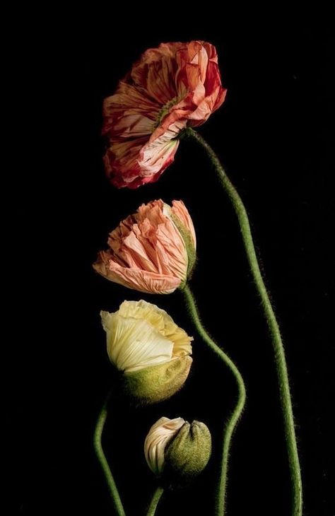 Dark Flowers, Nothing But Flowers, Flower Therapy, Still Life Photography, Botanical Illustration, Flowers Photography, Botanical Art, Botany, Pretty Flowers