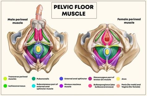 Pelvic Floor Prolapse, Medical Diagrams, Pelvis Anatomy, Med Notes, Pelvic Floor Muscle Exercise, Kegel Exercise For Men, Pelvic Floor Therapy, Nursing Life, Therapy Techniques