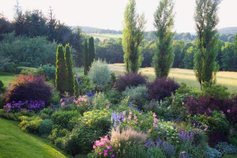 Lombardy Poplar, Hillside Farms, New England Garden, Conifers Garden, Rock Garden Plants, Garden Design Plans, Deciduous Trees, Foliage Plants, Rock Garden