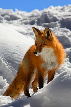 My spirit animal. Love them. Foxes!!!!                                                                                                                                                     More Fox Images, Fox Pictures, Foxes Photography, Silver Foxes, 강아지 그림, Pet Fox, Wild Dogs, Cute Fox, Beautiful Animals