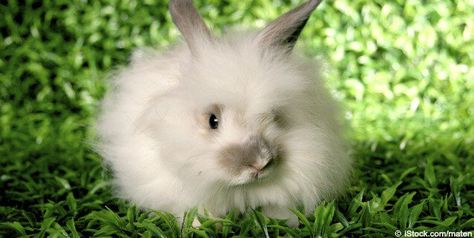 BCBGMAXAZRIA and BCBGeneration joins the hundreds of retailers and designers around the world that refuse to sell fur and angora. French Angora Rabbit, Peta Asia, Rabbit Pictures, Rabbit Breeds, Large Rabbits, Rabbit Lover, Angora Rabbit, Animal Facts, Peta