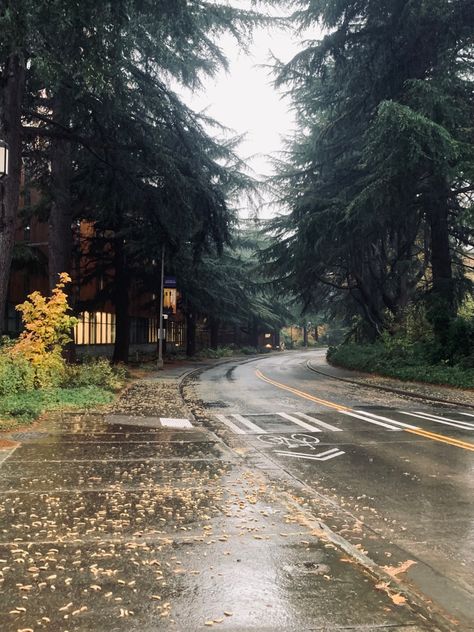 Northwest Aesthetic, Neighborhood Aesthetic, Pnw Fall, Pnw Aesthetic, Cozy Rainy Day, Washington Seattle, Rain Aesthetic, Smell Of Rain, Silver Springs