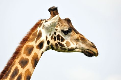 Giraffes - Animals Giraffe - Giraffidae Giraffe Side View, Giraffe Side Profile, Side View Of Face, Greatest Journey, Black And White Photography Portraits, Animals Giraffe, Wild Animals Photos, Carnival Circus, Profile Drawing