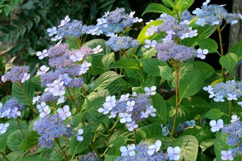 Plants that attract bees are necessary for a thriving ecosystem. Here's the trees, shrubs and flowers pollinators prefer most. Small Hydrangeas, Hydrangea Shade, Lacecap Hydrangea, Golden Chain Tree, Flower Crab, Lace Cap Hydrangea, Hydrangea Landscaping, Bee Friendly Plants, Big Leaf Hydrangea