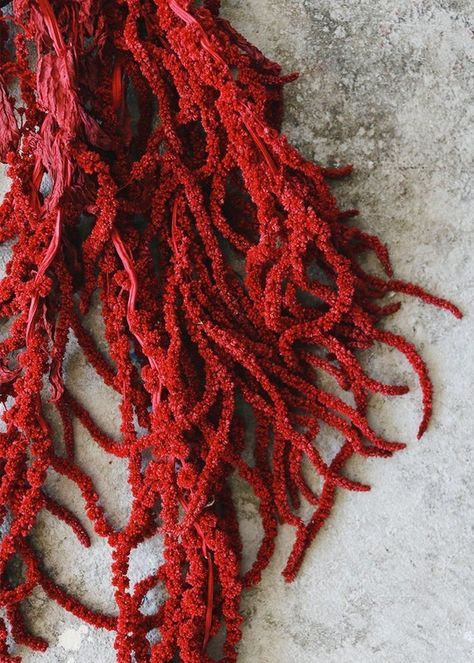 Dried Amaranthus, Fall Wedding Ceremony Decorations, Hanging Amaranthus, Wedding Party Centerpieces, Wedding Help, Fall Wedding Centerpieces, Dried Bouquet, Cascade Bouquet, Moss Wall