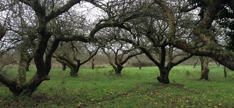 Orchards | Ancient Tree Forum Old Orchard, Ancient Forest, Ancient Tree, Photo Art, Tree Trunk, Trees, Forest, Architecture, Plants