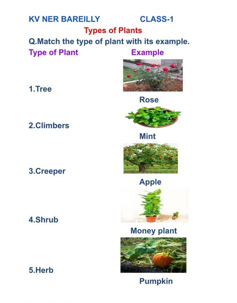 Herbs Shrubs Climbers Creepers Worksheet, Types Of Plants Worksheets For Grade 1, Types Of Plants For Kids Chart, Types Of Plants Worksheet, Trees Name In English, Plants Study, Science Grade 1, Calligraphy For Kids, Evs Worksheet