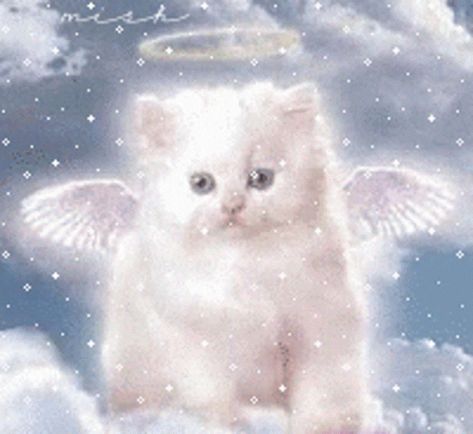 Angel Kitten, Gato Angel, Image Chat, Angel Cat, White Kittens, Glitter Graphics, Cat Memorial, Silly Animals, Cute Kittens